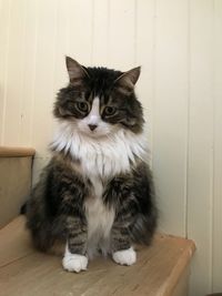 Portrait of cat sitting on floor at home