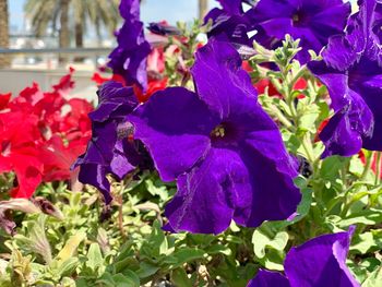 flowering plant