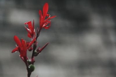 Close-up of red flower bud