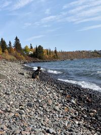 View of dog on beach