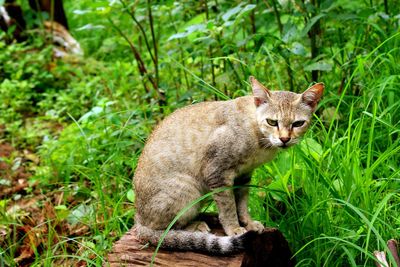 View of a cat on field