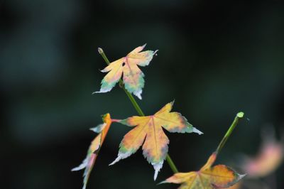 Close-up of maple leaves on plant