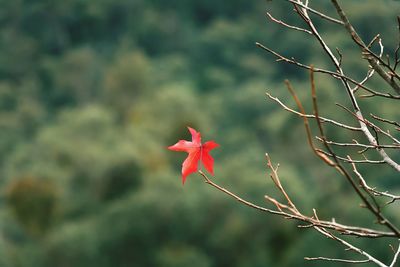 Close up of red flower