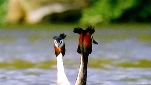 Close-up view of bird against blurred background
