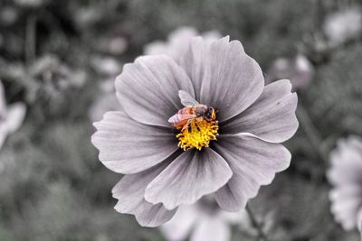 Close-up of bee on flower