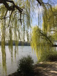 Scenic view of lake by trees against sky