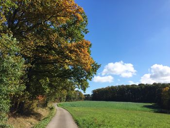 Road amidst trees against sky