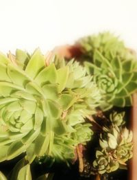 Close-up of fresh cactus plant