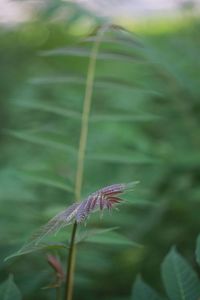 Close-up of purple flower