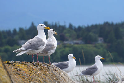 A row of seagulls perching at the beach