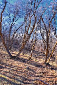 Bare trees on field against sky