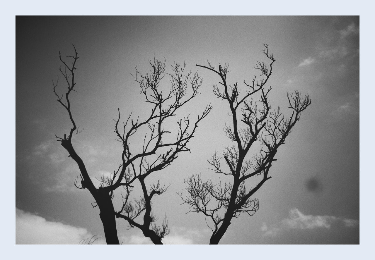 bare tree, sky, tree, plant, branch, nature, no people, beauty in nature, low angle view, cloud - sky, transfer print, tranquility, auto post production filter, trunk, tree trunk, silhouette, outdoors, scenics - nature, day, tranquil scene, dead plant