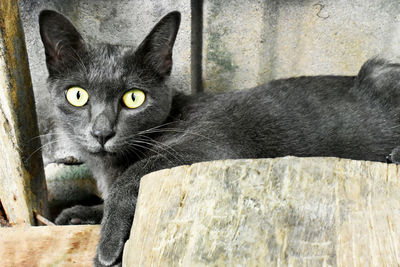 Close-up portrait of cat relaxing outdoors