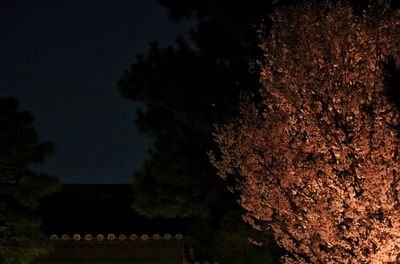 Silhouette trees against sky at night