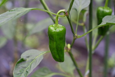 Close-up of green chili pepper plant