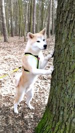 Close-up of dog on tree trunk