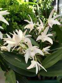 Close-up of white flowering plant