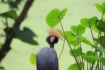 Close-up of bird perching on plant