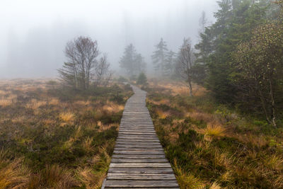 Wooden boardwalk amidst trees