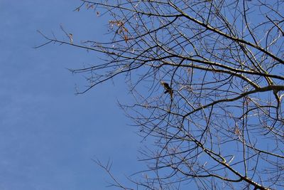 Low angle view of bare tree against clear blue sky