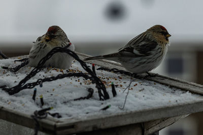 Close-up of birds perching on snow