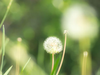 Close-up of dandelion against blurred background