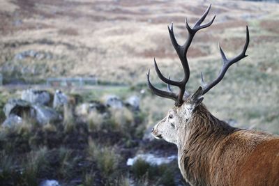Deer on field