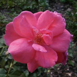 Close-up of pink flower