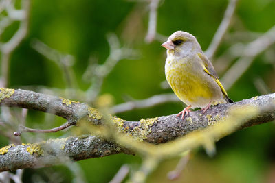 Close-up of bird perching on a branch