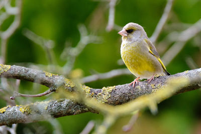 European greenfinch sitting in a tree