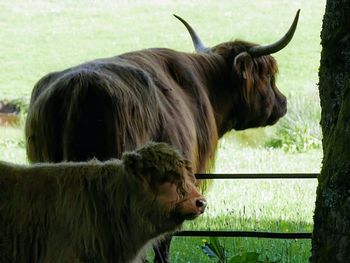 Highland cows n a field