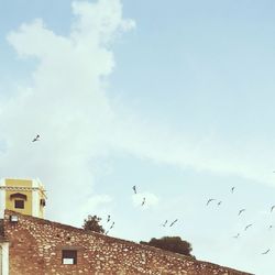 Birds flying over city against sky