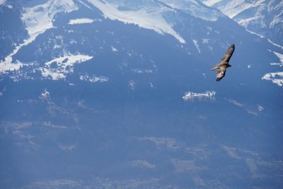 Birds flying in the sky