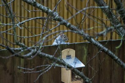 Bird perching on tree in cage