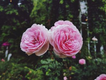 Close-up of pink rose flower in park