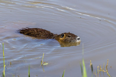 High angle view of duck swimming in lake