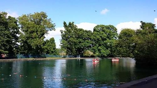 Reflection of trees in lake