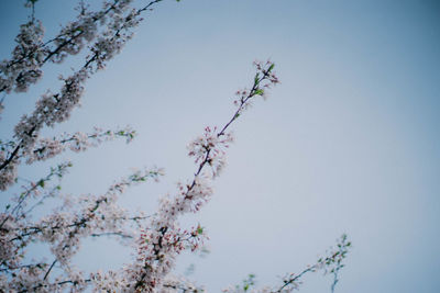 Low angle view of tree against clear sky