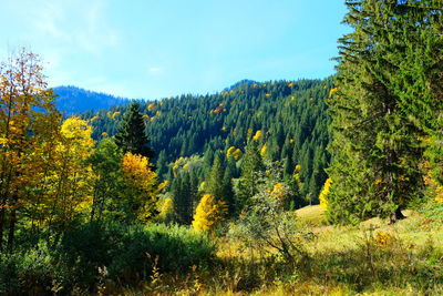 Trees in forest during autumn