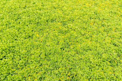 Duckweed covered in the marsh background