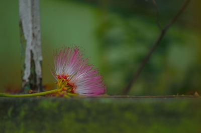 Close-up of pink flower blooming outdoors