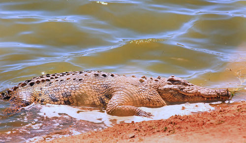 African nile crocodile partially out of water with nice sunlight shining on the water