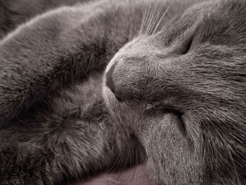 Close-up of cat lying down