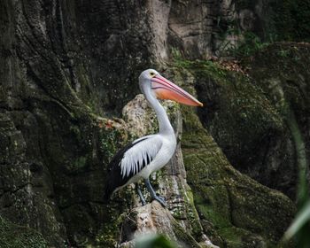 View of a bird in a forest