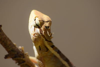 Low angle view of lizard