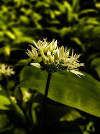 Close-up of plant