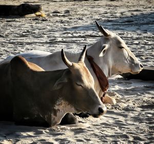 Cattle at the beach