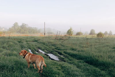 View of a dog on landscape