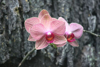 Close-up of pink flower blooming outdoors