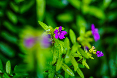 Close-up of purple flowering plant